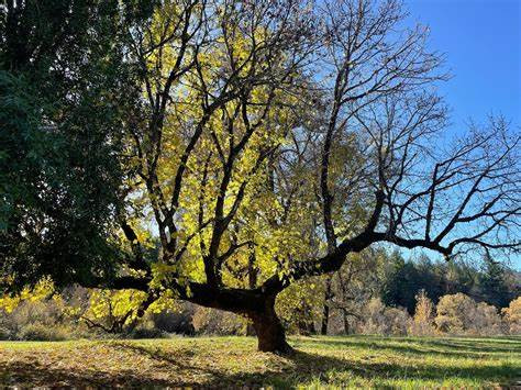 Black Oak Ranch